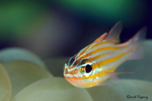 Little swimmer by Raoul Caprez 